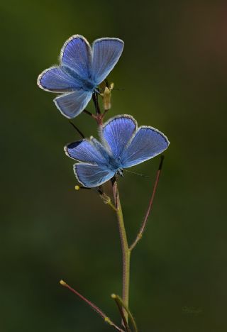 okgzl Mavi (Polyommatus icarus)