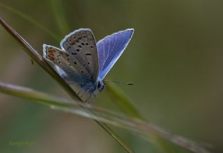 okgzl Mavi (Polyommatus icarus)