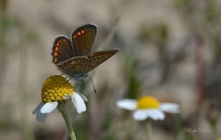 okgzl Mavi (Polyommatus icarus)