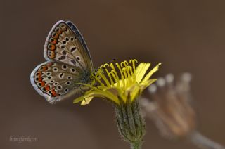 okgzl Mavi (Polyommatus icarus)