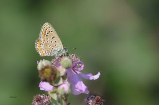 �okg�zl� Mavi&nbsp;(Polyommatus&nbsp;icarus)