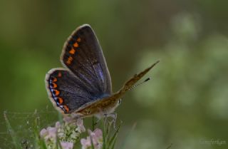 okgzl Mavi (Polyommatus icarus)