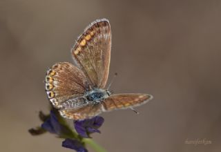 okgzl Mavi (Polyommatus icarus)