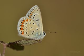 okgzl Mavi (Polyommatus icarus)