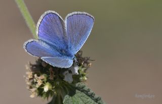 okgzl Mavi (Polyommatus icarus)