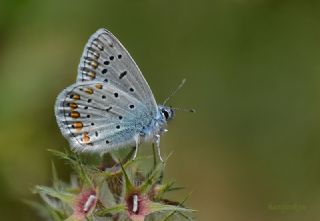 okgzl Mavi (Polyommatus icarus)