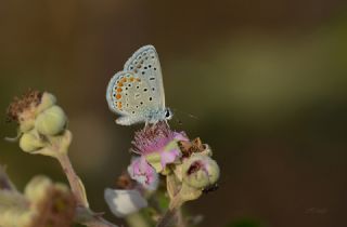 okgzl Mavi (Polyommatus icarus)