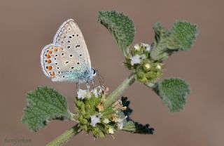 okgzl Mavi (Polyommatus icarus)
