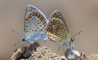 okgzl Mavi (Polyommatus icarus)