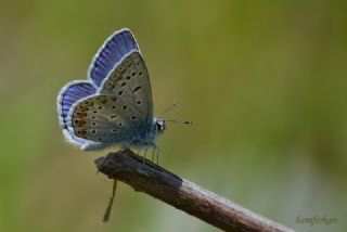 okgzl Mavi (Polyommatus icarus)