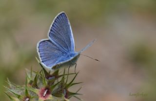 okgzl Mavi (Polyommatus icarus)