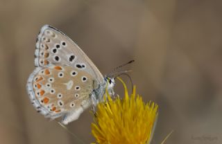 okgzl Gk Mavisi (Polyommatus bellargus)