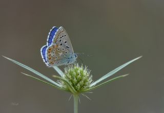 okgzl Gk Mavisi (Polyommatus bellargus)