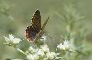 okgzl Gk Mavisi (Polyommatus bellargus)