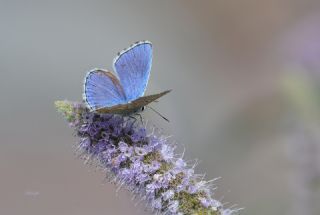 okgzl Gk Mavisi (Polyommatus bellargus)