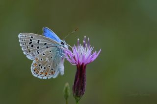 okgzl Gk Mavisi (Polyommatus bellargus)
