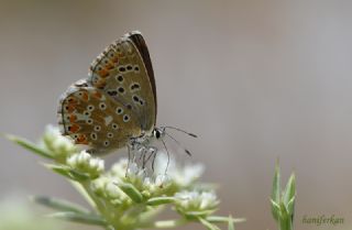 okgzl Gk Mavisi (Polyommatus bellargus)