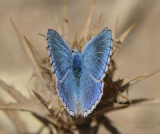 okgzl Gk Mavisi (Polyommatus bellargus)