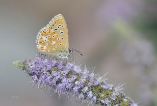 okgzl Gk Mavisi (Polyommatus bellargus)