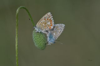 okgzl Gk Mavisi (Polyommatus bellargus)
