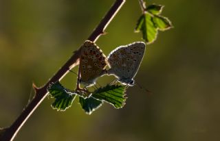 okgzl Gk Mavisi (Polyommatus bellargus)