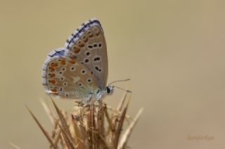 okgzl Gk Mavisi (Polyommatus bellargus)