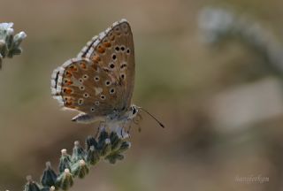 okgzl Gk Mavisi (Polyommatus bellargus)