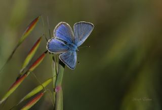 Karagz Mavisi (Glaucopsyche alexis)