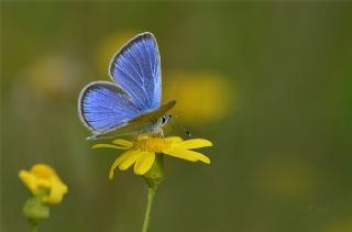 Karagz Mavisi (Glaucopsyche alexis)