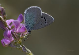 Karagz Mavisi (Glaucopsyche alexis)