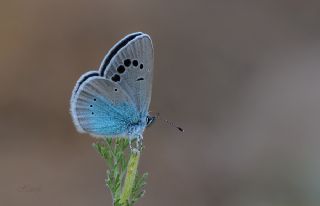 Karagz Mavisi (Glaucopsyche alexis)