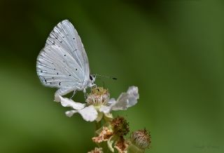 Kutsal Mavi (Celastrina argiolus)