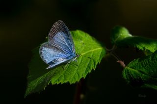 Kutsal Mavi (Celastrina argiolus)