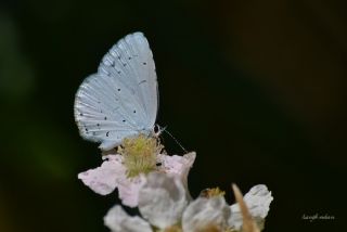 Kutsal Mavi (Celastrina argiolus)