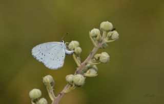 Kutsal Mavi (Celastrina argiolus)