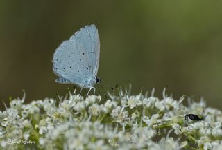 Kutsal Mavi (Celastrina argiolus)