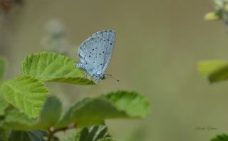 Kutsal Mavi (Celastrina argiolus)