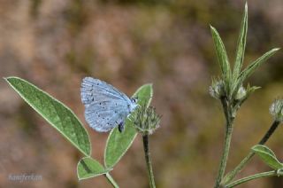 Kutsal Mavi&nbsp;(Celastrina&nbsp;argiolus)