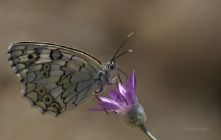 Anadolu Melikesi (Melanargia larissa)