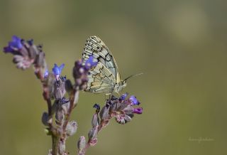 Anadolu Melikesi (Melanargia larissa)