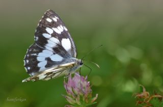 Orman Melikesi (Melanargia galathea)