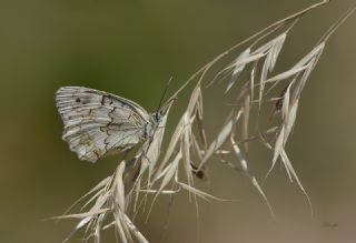 Anadolu Melikesi (Melanargia larissa)