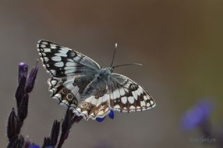 Anadolu Melikesi (Melanargia larissa)
