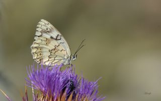 Anadolu Melikesi (Melanargia larissa)