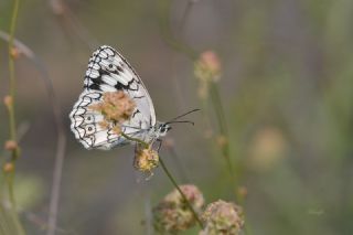 Anadolu Melikesi (Melanargia larissa)