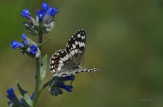 Anadolu Melikesi (Melanargia larissa)