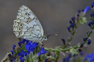 Anadolu Melikesi (Melanargia larissa)