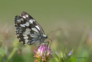 Orman Melikesi (Melanargia galathea)
