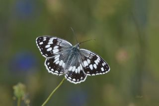 Anadolu Melikesi (Melanargia larissa)