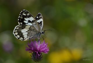 Anadolu Melikesi&nbsp;(Melanargia&nbsp;larissa)